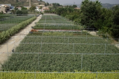 Panoramica vivai 